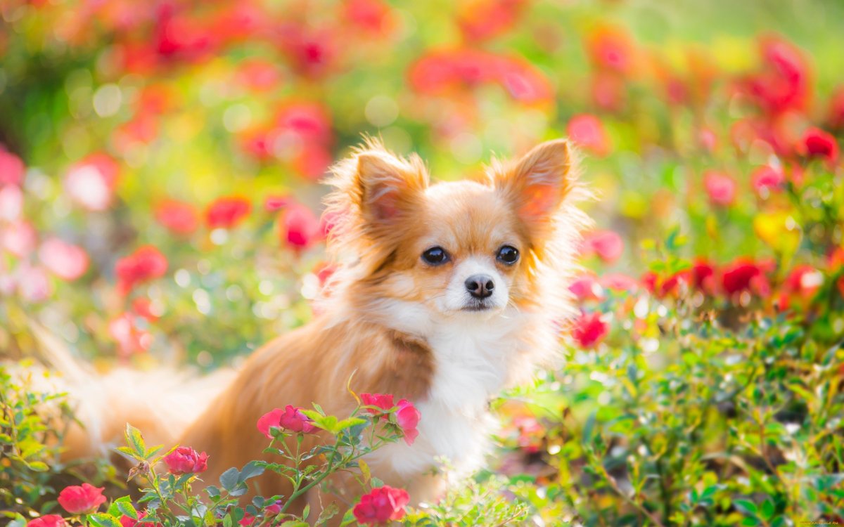 Собаки и кошки  с цветами (15 фото)