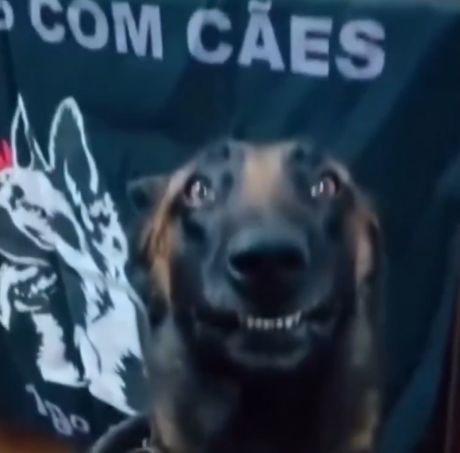 Полицейская собака после обнаружения крупной партии наркотиков
