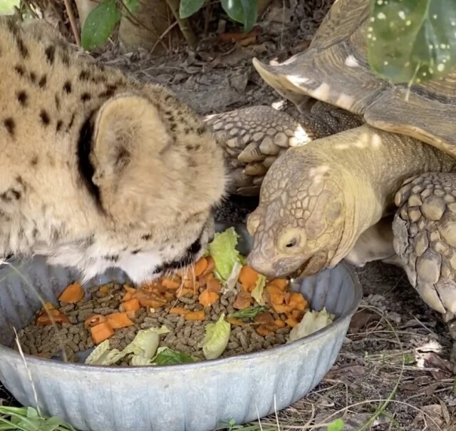 Дуэт гепарда и черепахи неразлучен уже не один год (3 фото)