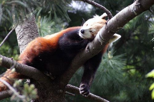 Красная панда (14 фото)