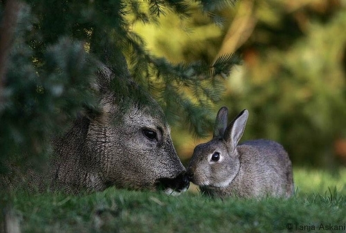Дружба оленя и кролика (7 фото)
