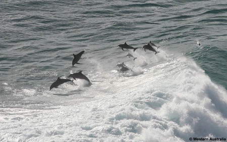Дельфины - серферы (3 фото)