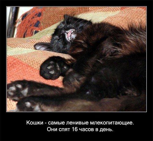 Интересные факты из жизни кошек (56 фото)