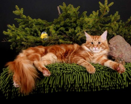 Мейн Кун или американская енотовая кошка, самая крупная порода домашних кошек в мире