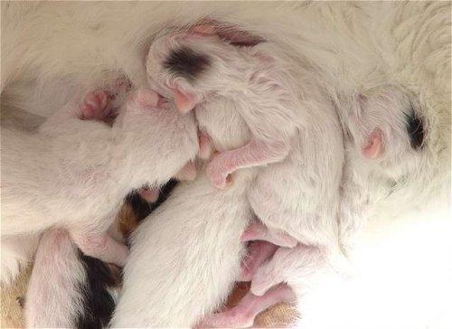 Новорожденные котята (8 фото)