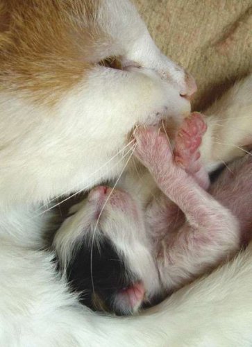 Новорожденные котята (8 фото)