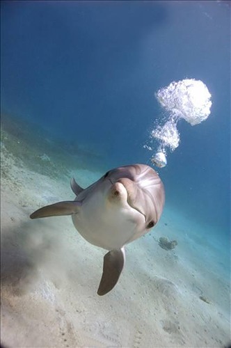 Дельфины всегда улыбаются (17 фото)