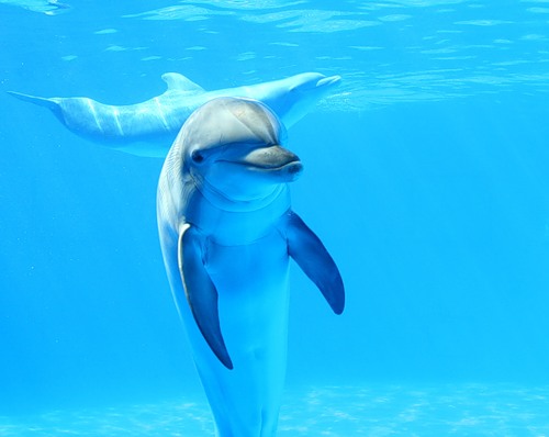 Дельфины всегда улыбаются (17 фото)