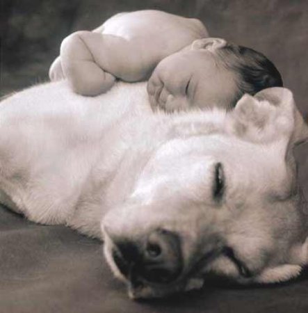 Собаки и маленькие детки (17 фото)