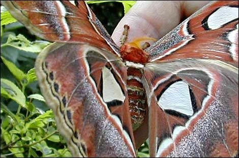 Самая большая в мире бабочка (10 фото)