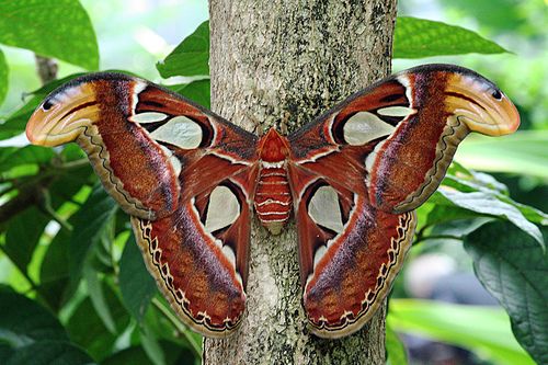 Самая большая в мире бабочка (10 фото)