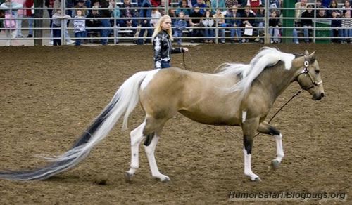 Самый длинный лошадиный хвост (4 фото)