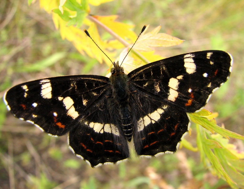 Бабочка Черная С Белыми Краями Фото