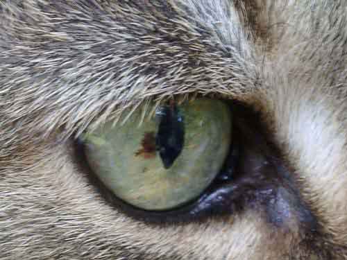 Кошачьи глаза (10 фото)