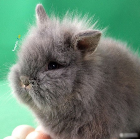 Милые пушистики - ангорские кролики (31 фото)