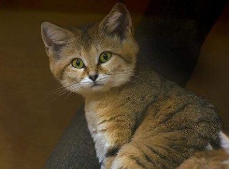 Барханная кошка (11 фото)