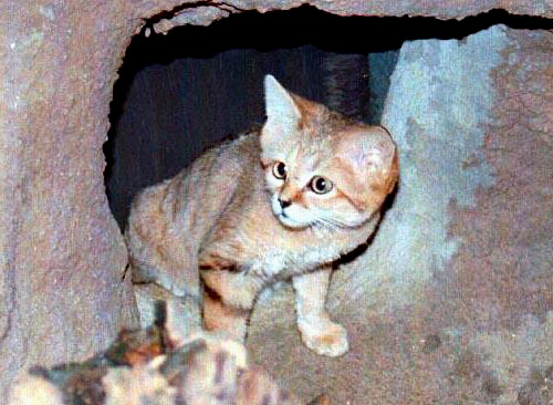 Барханная кошка (11 фото)