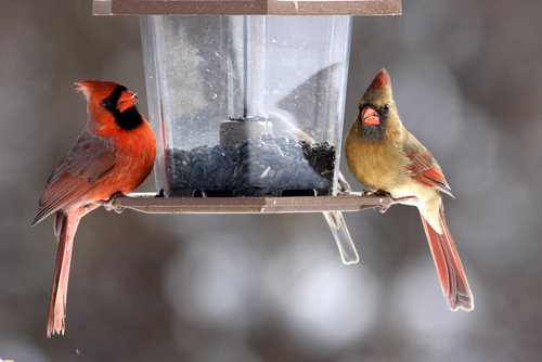 Любители птиц – преграда на пути естественной эволюции