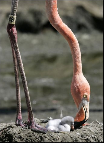 Фламинго - самые красивые птицы (47 фото)