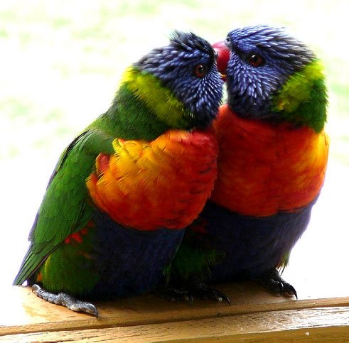 Фото про любовь у животных и птиц (34 фото)