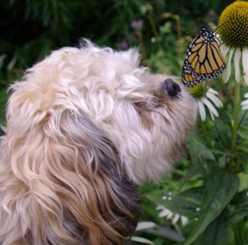 Животные и бабочки (10 фото)