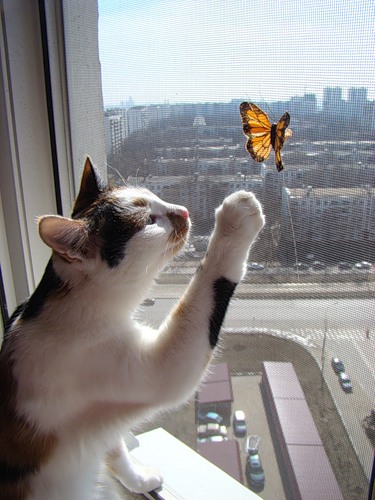 Животные и бабочки (10 фото)