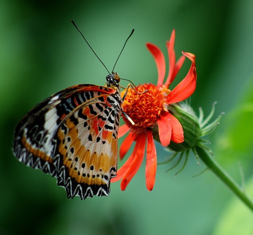 Бабочки (17 фото)