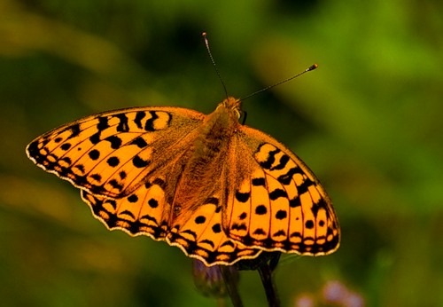 Бабочки (17 фото)