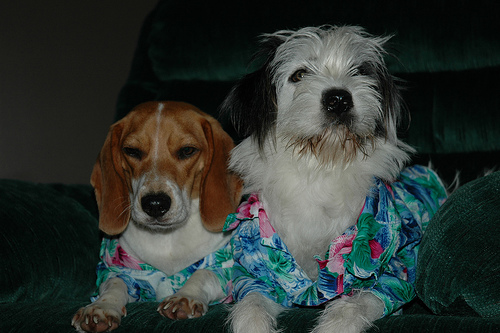 Собаки в гавайских рубашках (21 фото)