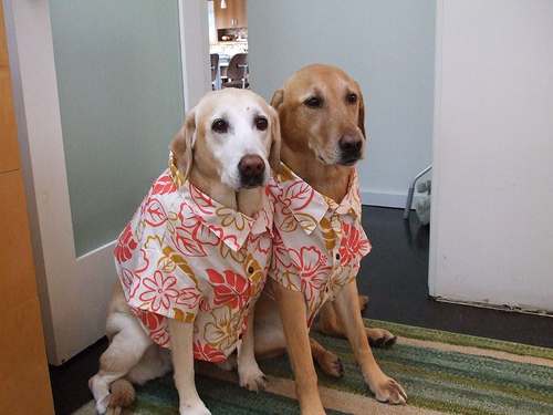 Собаки в гавайских рубашках (21 фото)