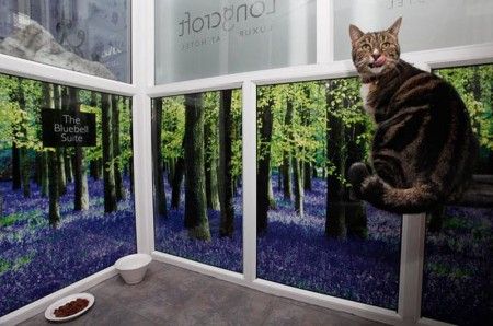 Роскошный отель для кошек в Хардфордшире (15 фото)
