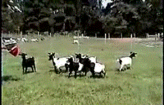 Обморочные козы (7 фото)