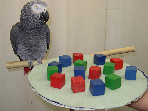 Самый умный попугай в мире (3 фото)