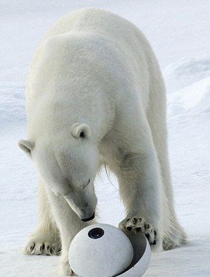 Белый медведь разбивает камеры стоимостью $200 тысяч (7 фото)