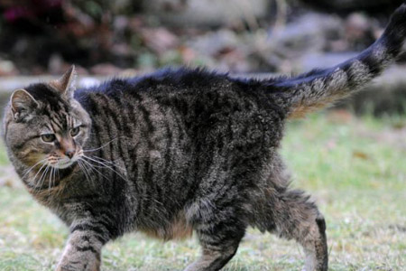 Самая старая кошка в мире отметила 39-й день рождения.