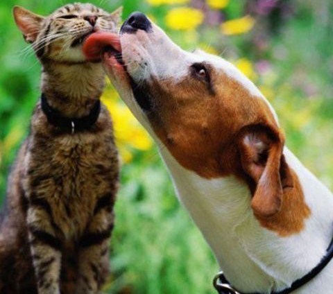 Кошки и собаки-лучшие друзья! (25 фото)