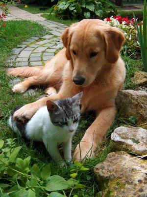 Кошки и собаки-лучшие друзья! (25 фото)