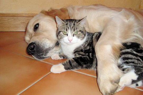 Дружба кошки и собаки. 1296072561_amis-235371