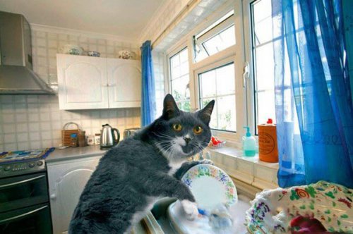 Кошка-домработница:) (12 фото)