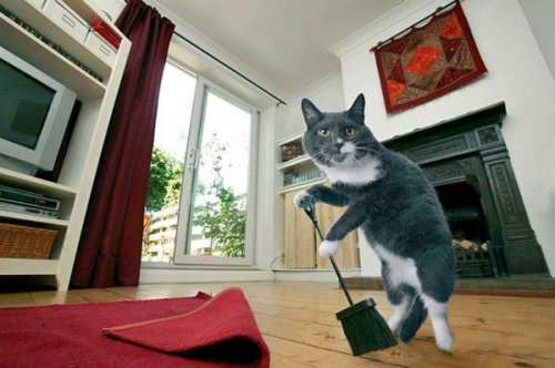 Кошка-домработница:) (12 фото)