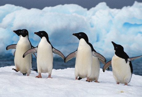 Пингвины меняют ареал обитания