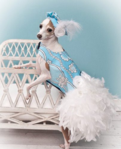 http://klopik.com/uploads/posts/2011-05/thumbs/1306500525_1305730044_trixie_baby_blue_feather_harness_dog_dr.jpg