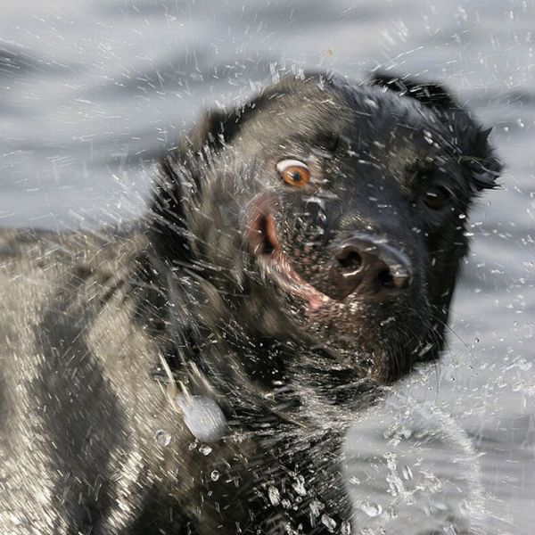 Смешные фото собак (15 фото)