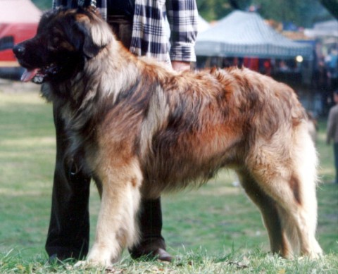 Десятка самых больших собак в мире (10 фото)