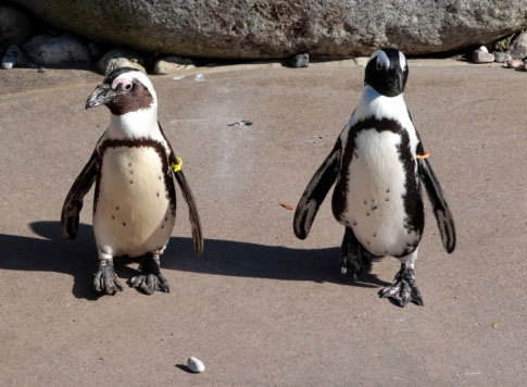 Разлука пингвинов-«геев»