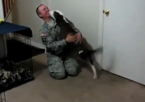 Трогательное видео: псы встречают хозяев из армии