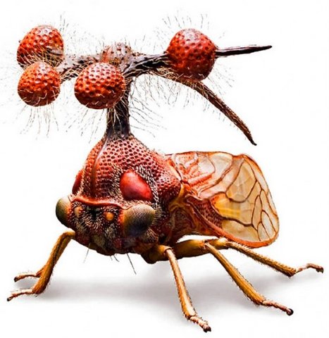 Самое нелицеприятное насекомое нашей планеты (26 фото)