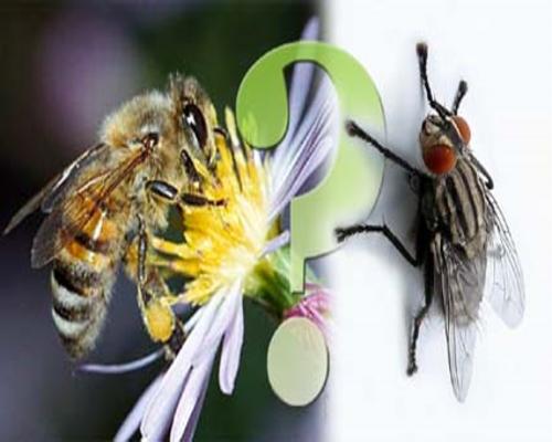 Муха и пчела