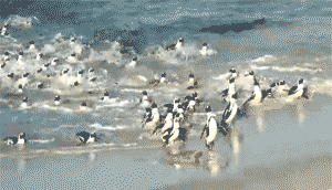 Весельчаки-пингвины (18 фото)