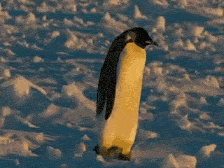 Весельчаки-пингвины (18 фото)